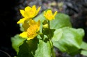 Springtime in the Upper Peninsula