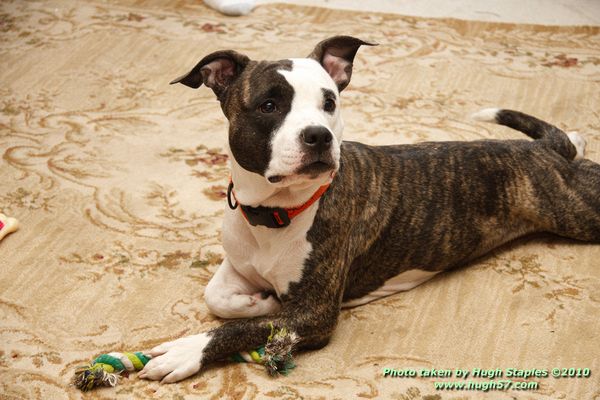 Christmas In Brimley 2010