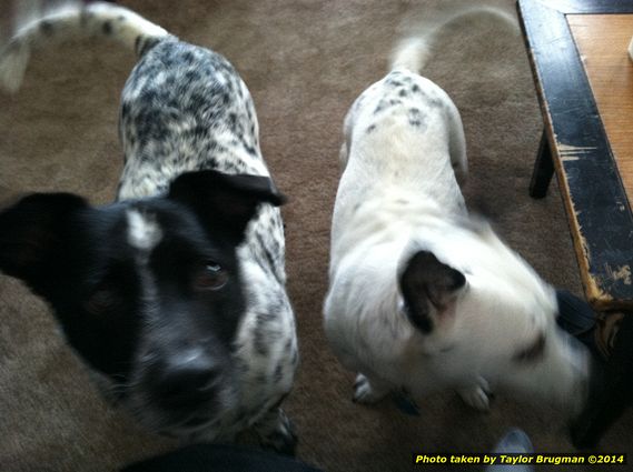 Christmas Day in Brimley