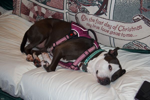 Christmas In Connecticut