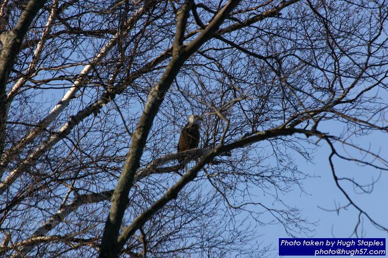 American Bald Eagles on Waiskai Bay