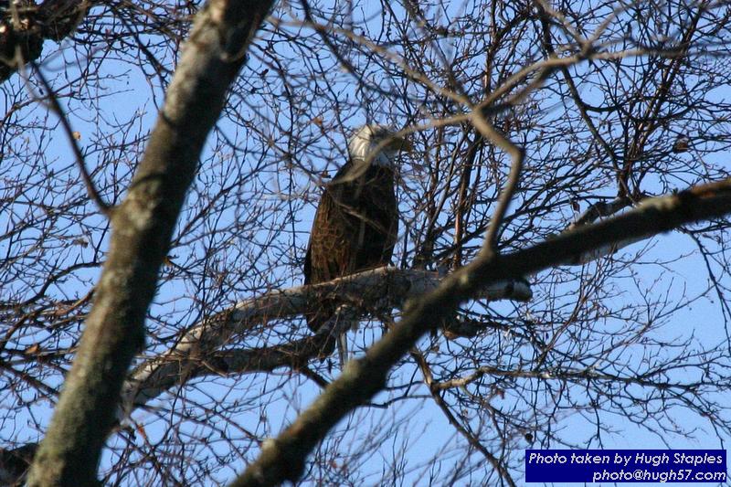 American Bald Eagles on Waiskai Bay