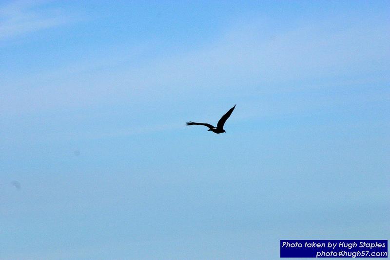 American Bald Eagles on Waiskai Bay