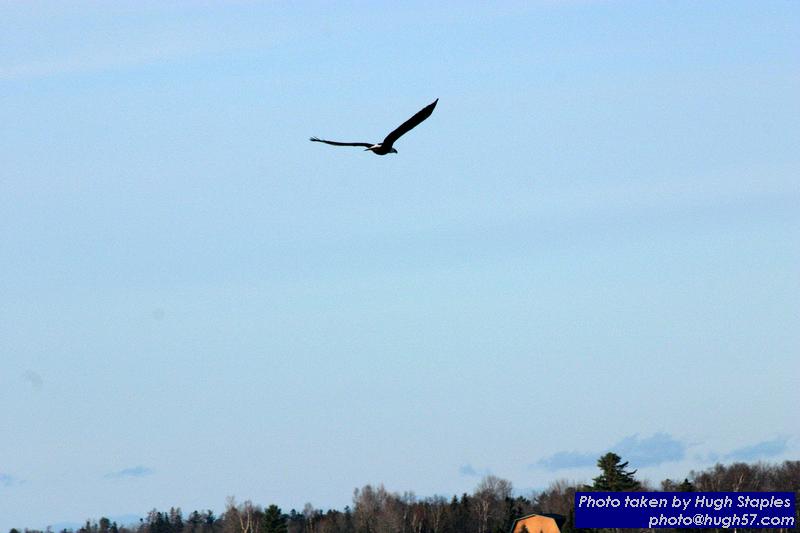 American Bald Eagles on Waiskai Bay