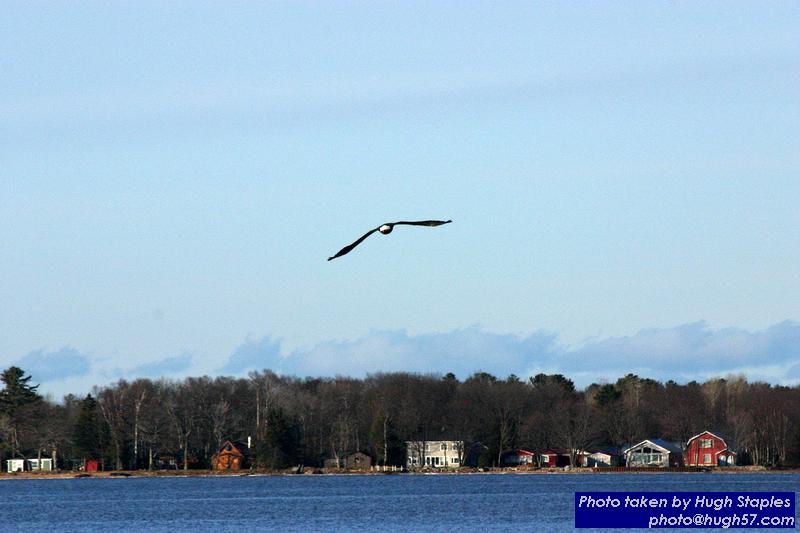 American Bald Eagles on Waiskai Bay