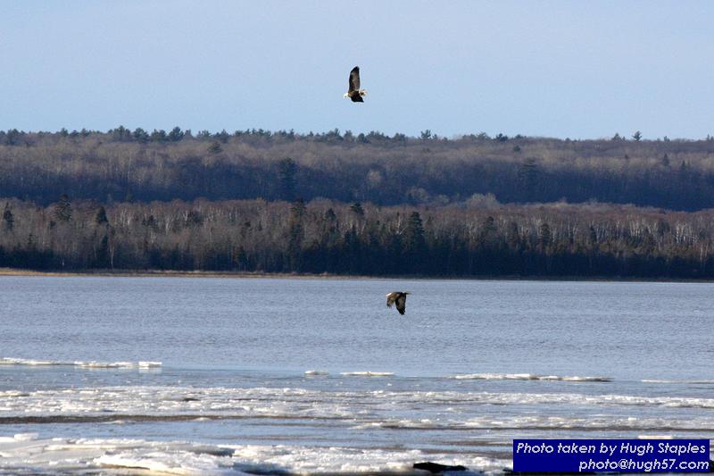 American Bald Eagles on Waiskai Bay