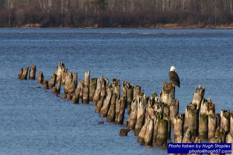 American Bald Eagles on Waiskai Bay