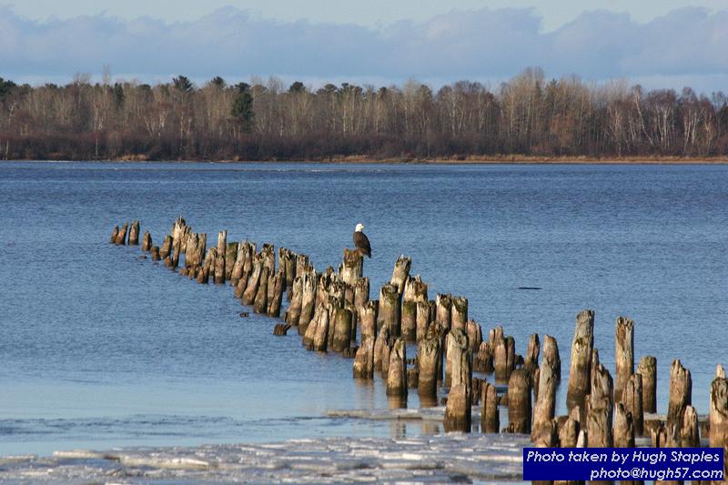 American Bald Eagles on Waiskai Bay