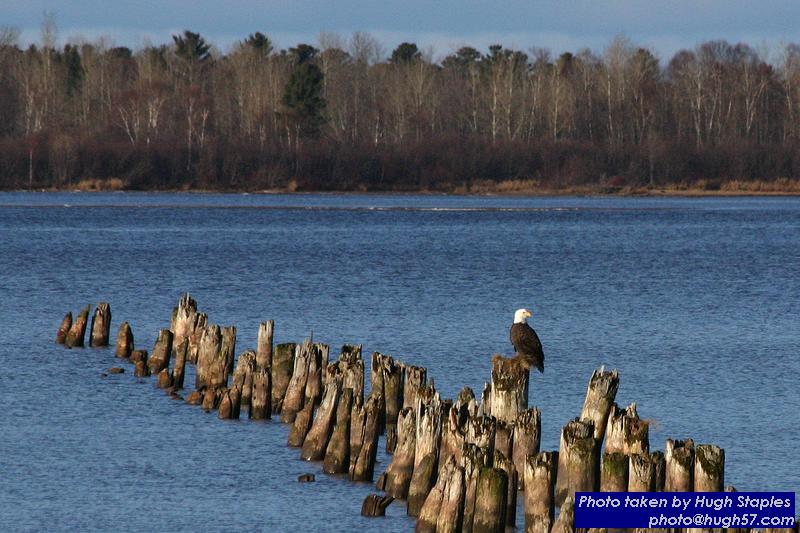 American Bald Eagles on Waiskai Bay