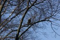 American Bald Eagles on Waiskai Bay