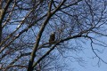 American Bald Eagles on Waiskai Bay