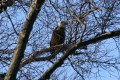 American Bald Eagles on Waiskai Bay