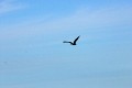 American Bald Eagles on Waiskai Bay