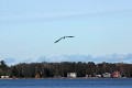 American Bald Eagles on Waiskai Bay