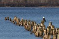 American Bald Eagles on Waiskai Bay