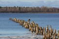 American Bald Eagles on Waiskai Bay