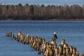 American Bald Eagles on Waiskai Bay