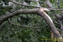 Fleming Road Storm damage to Marge Sowell's house from Tropical Depression Ike