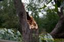 Fleming Road Storm damage to Marge Sowell's house from Tropical Depression Ike