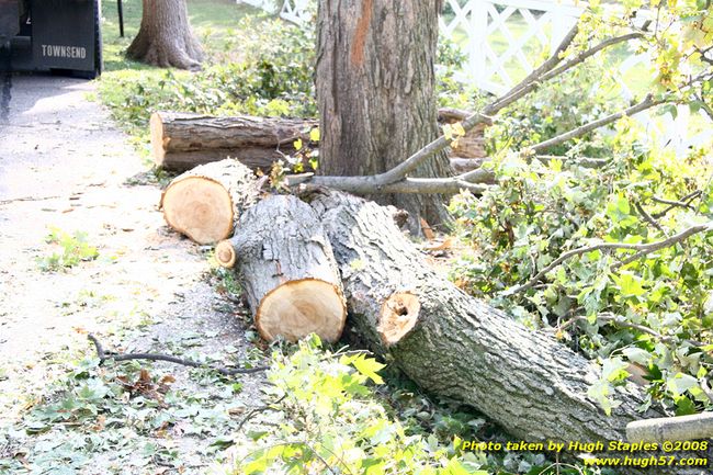 Tree cleanup in front of my house � 4� days later