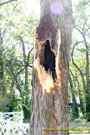 Tree cleanup in front of my house � 4� days later