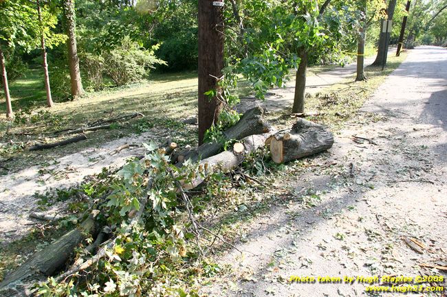 Tree cleanup in front of my house � 4� days later