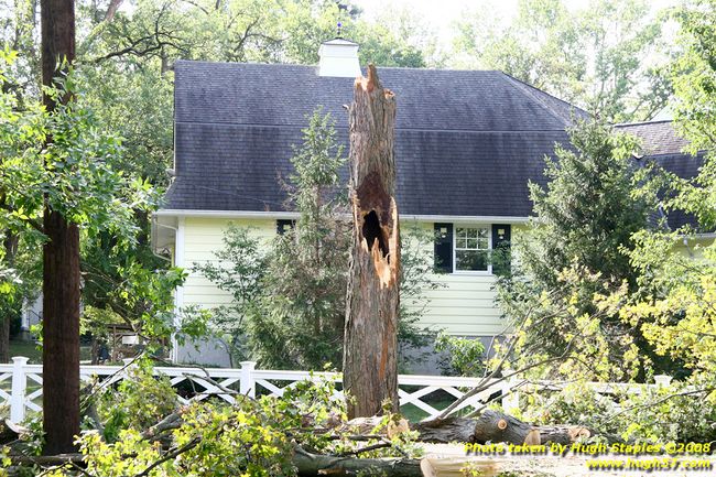 Tree cleanup in front of my house � 4� days later