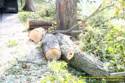 Tree cleanup in front of my house  4 days later