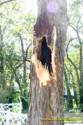 Tree cleanup in front of my house  4 days later