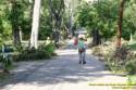 Tree cleanup in front of my house  4 days later