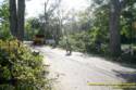 Tree cleanup in front of my house  4 days later