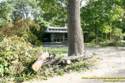 Tree cleanup in front of my house  4 days later