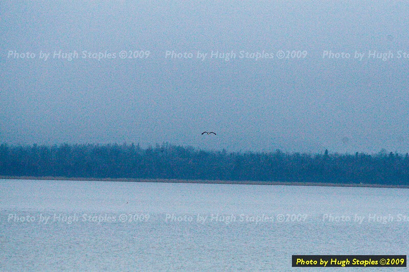 UP wildlife 2009